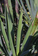 Image of yucca