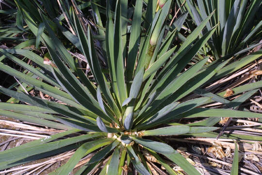 Image of yucca