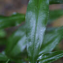 Image of Virginia spiderwort