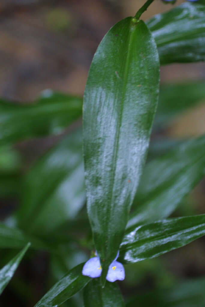 Image of spiderwort