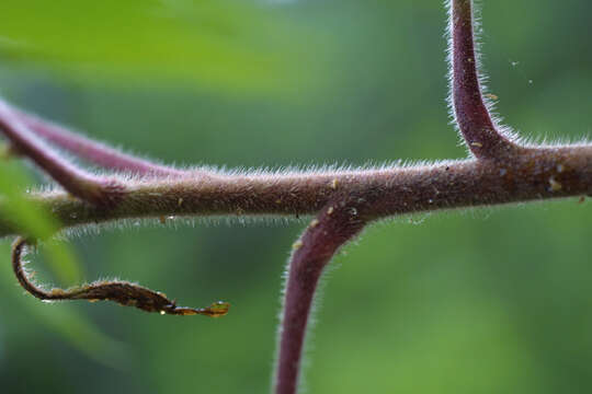 Image of sumac