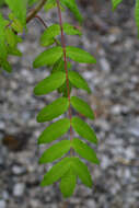 Image of sumac