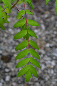 Image de sumac