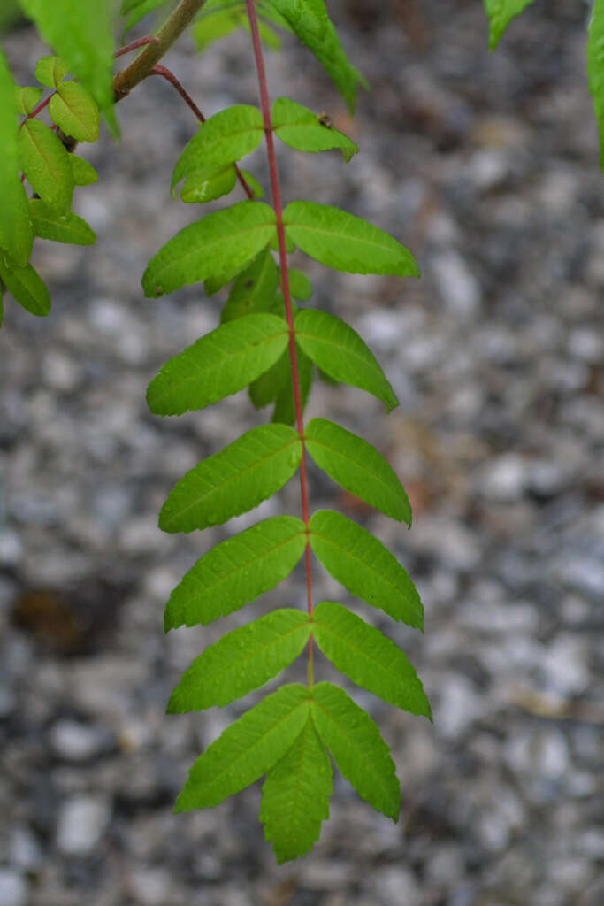 Image of sumac