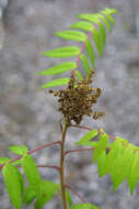 Image of sumac