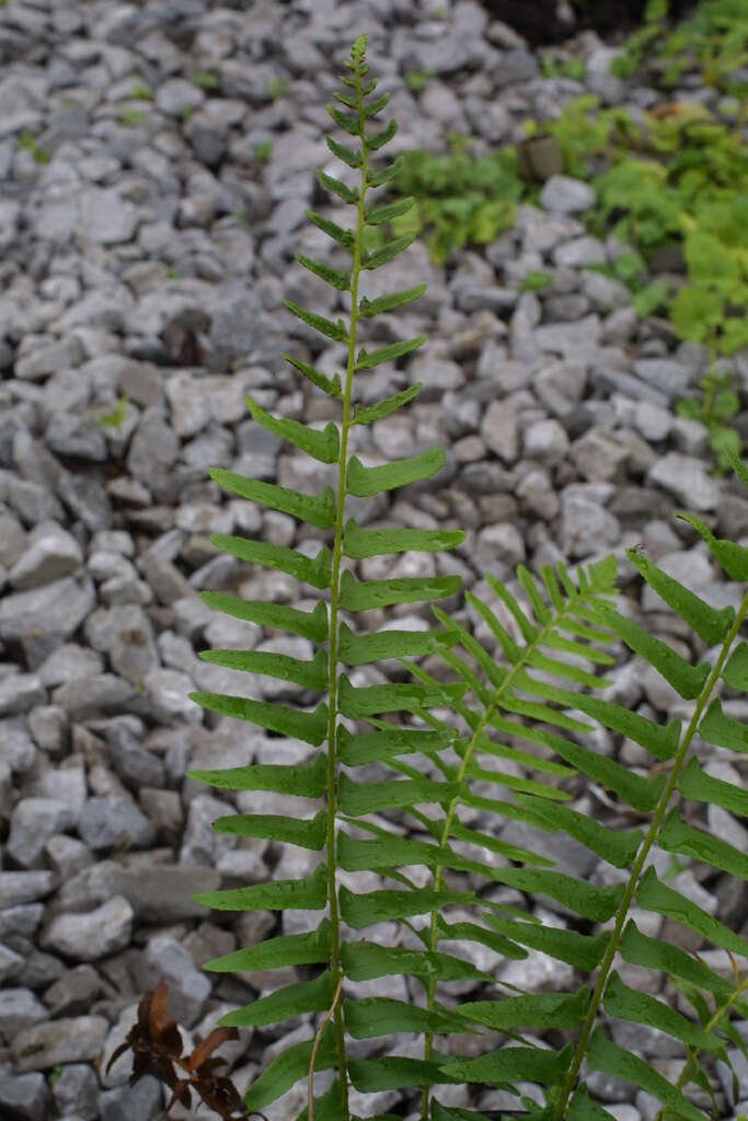 Plancia ëd Polystichum