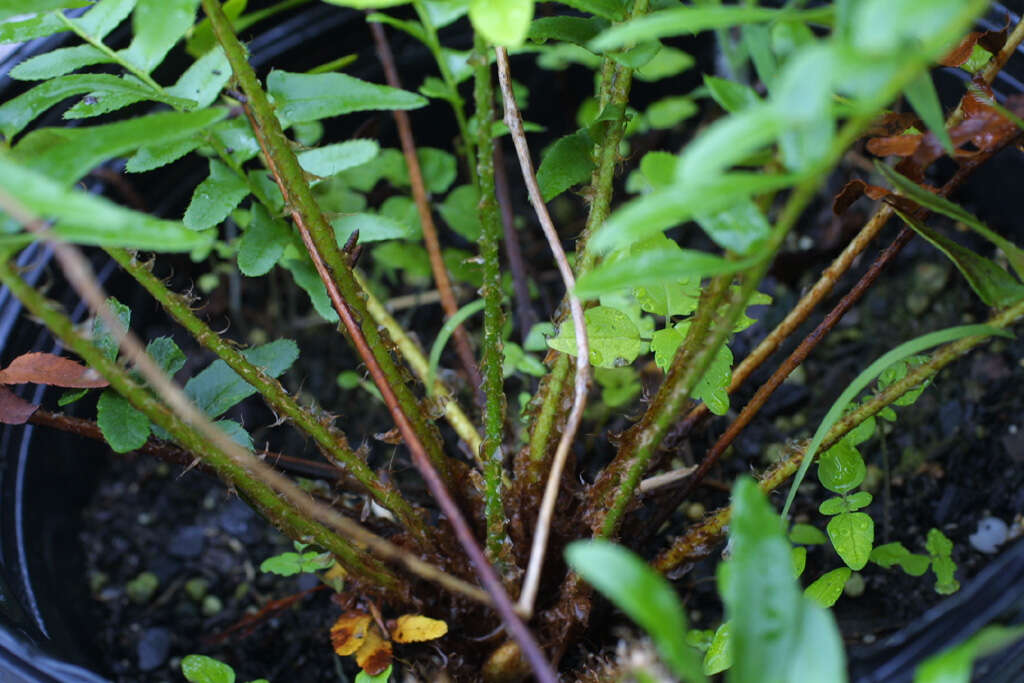 Plancia ëd Polystichum