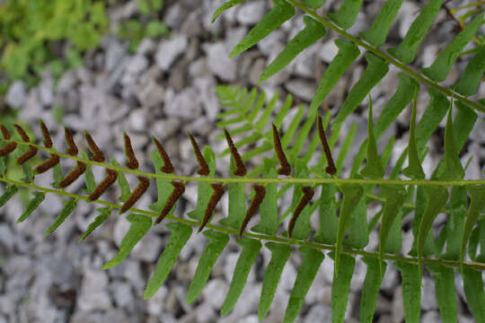 Image of hollyfern