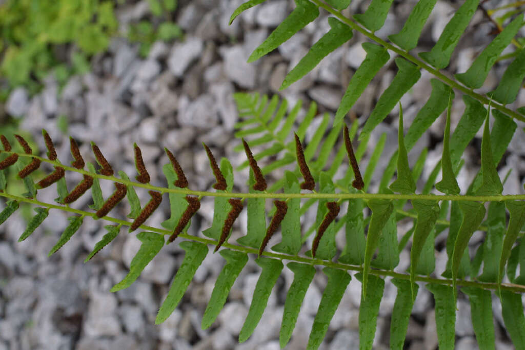 Plancia ëd Polystichum