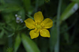 Ranunculus bulbosus L.的圖片