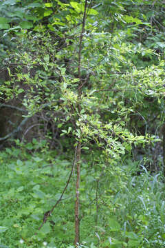 Plancia ëd Sideroxylon lycioides L.