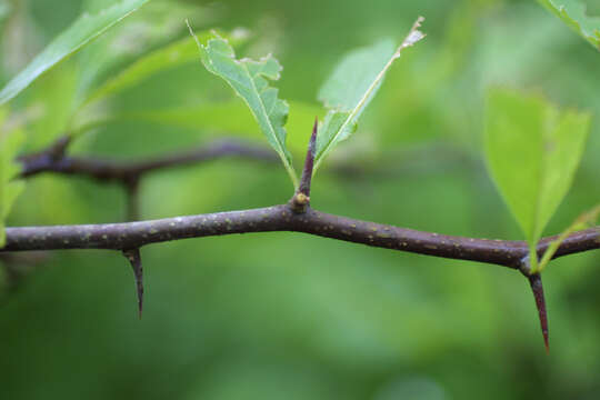 Image of buckthorn bully