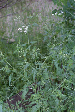 Image of hedgeparsley