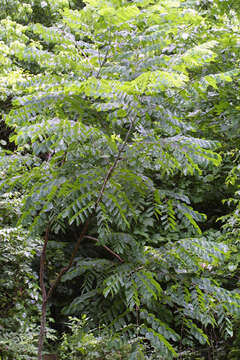 Image of coffeetree