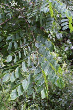 Image of coffeetree
