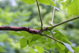 Image of coffeetree
