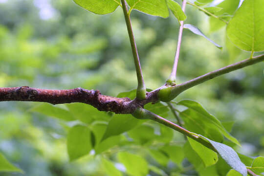 Plancia ëd Gymnocladus