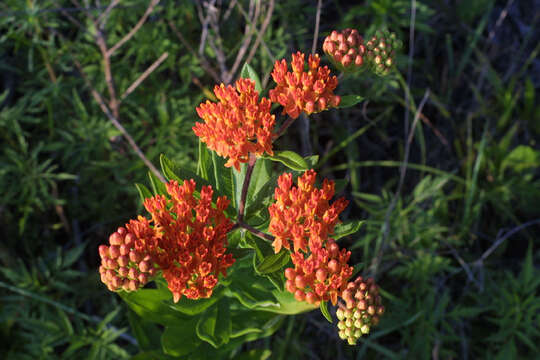 Imagem de Asclepias