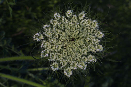 Image of wild carrot