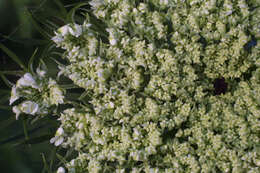 Image of wild carrot