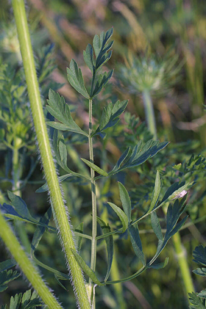 Image of wild carrot