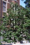 Image of Buckeyes & Horse-chestnuts