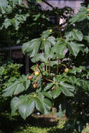 Image of Buckeyes & Horse-chestnuts