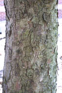 Image of Buckeyes & Horse-chestnuts