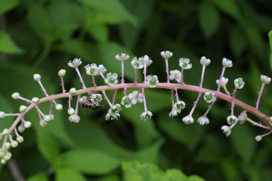 Image of pokeweed