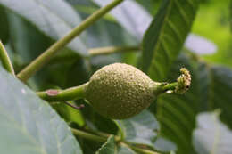 Image of walnut