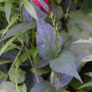 Imagem de Spigelia marilandica (L.) L.