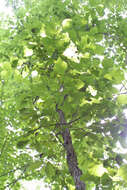Image of Chinkapin Oak