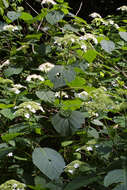 Image of hydrangea
