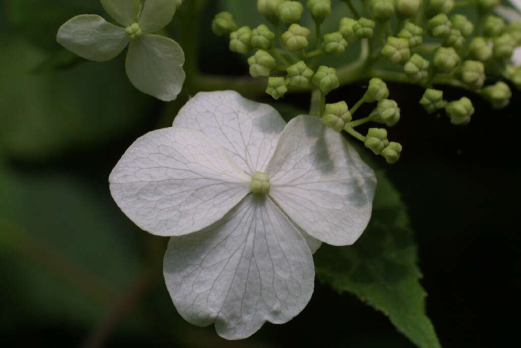 Hydrangea resmi