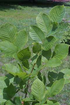 Image of yellowwood