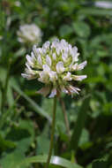 Image of clover