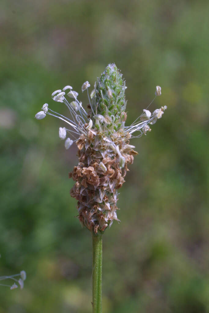 Image of plantain