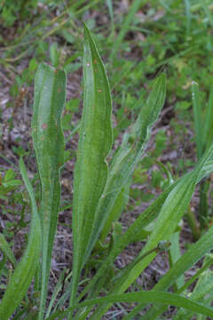 Image of plantain