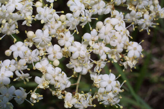 Plancia ëd Sambucus