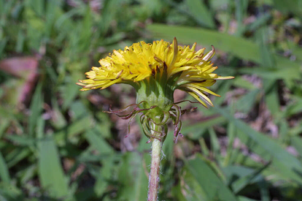 Image of dandelion