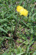 Image of dandelion