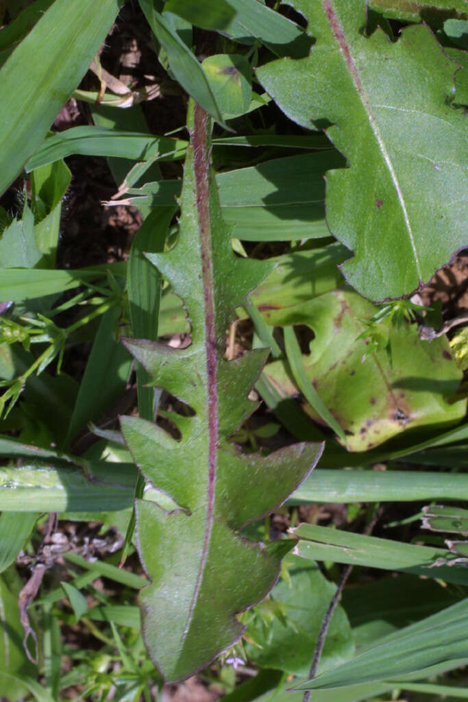 Image of dandelion