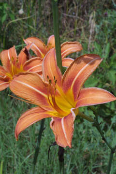 Image of Daylily