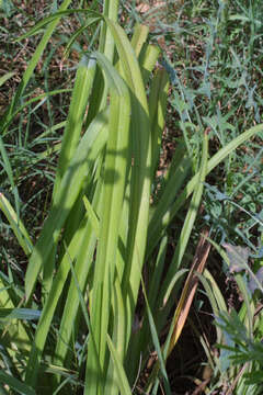 Image of Daylily