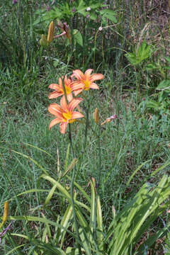 Image of Daylily