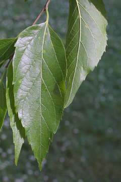 Image of hackberry