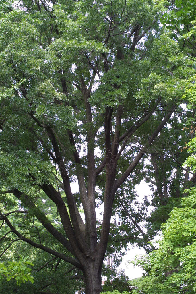 Слика од Quercus phellos L.