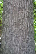 Image of Southern Red Oak