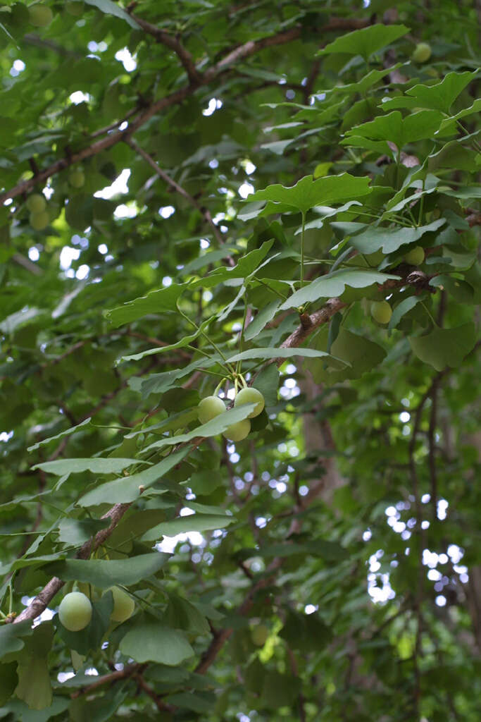 Image of Ginkgoopsida