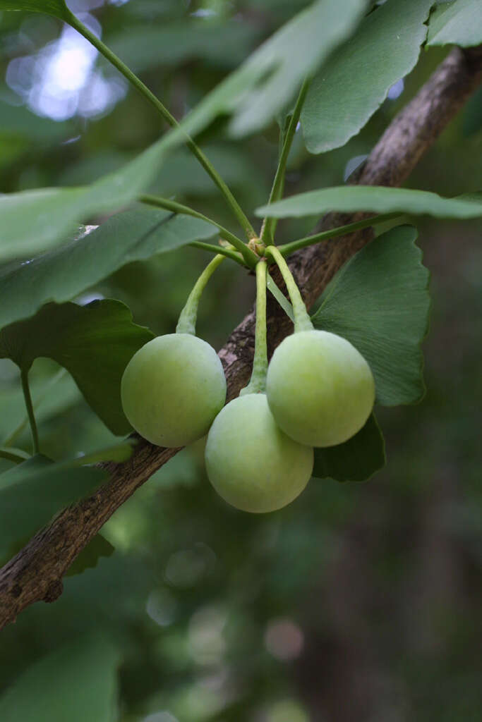 Image of Ginkgoopsida